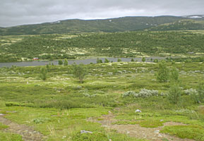 überall Islandmoos