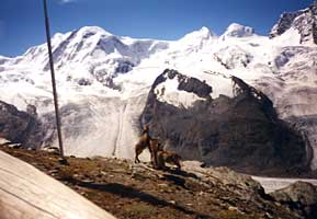 Castor und Pollux und das Gornergrat