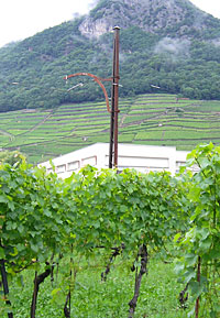 Straßenbahnatmosphäre in den Weinbergen
