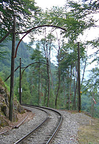 Straßenbahnatmosphäre im Wald